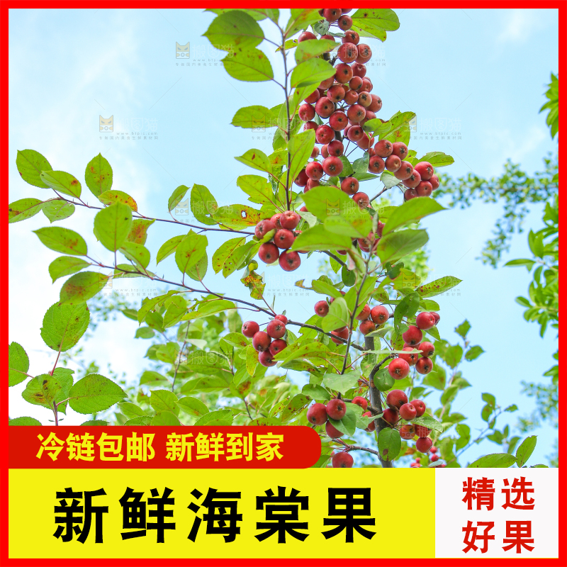 树上挂着海棠果
