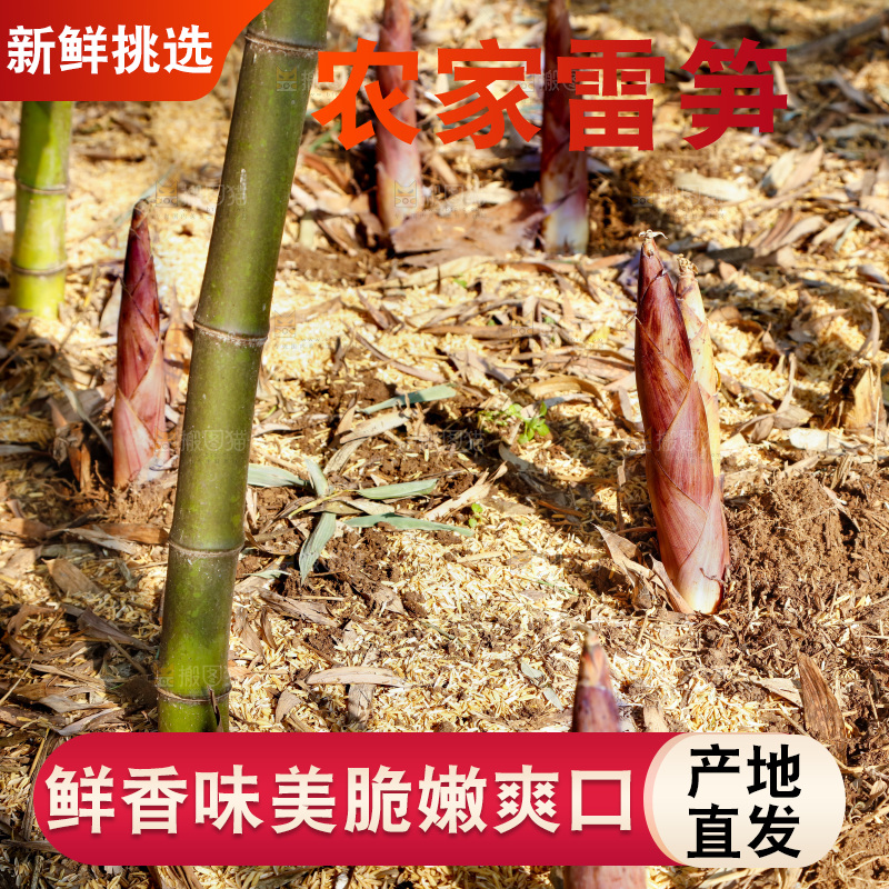 竹林里的雷笋