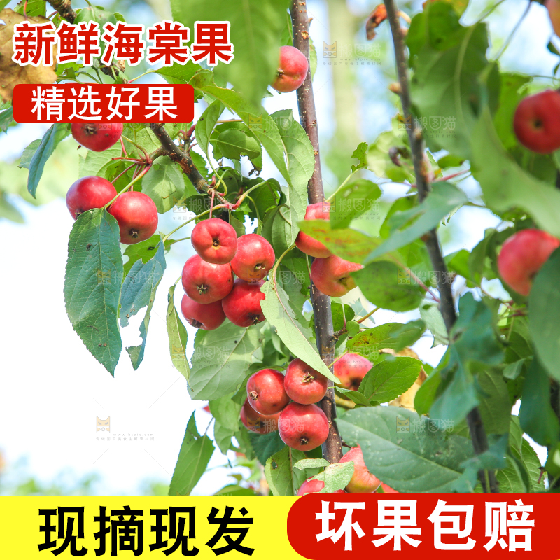 树上挂着海棠果
