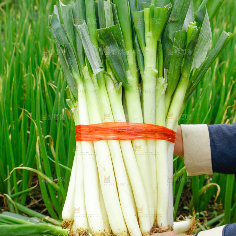 田里的大葱