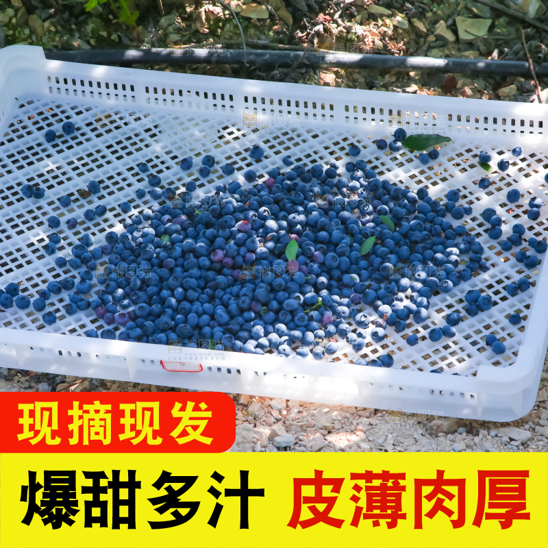 农民正在采摘蓝莓