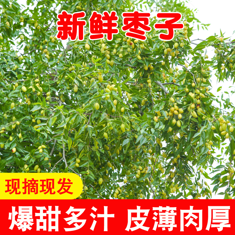 树上的枣子