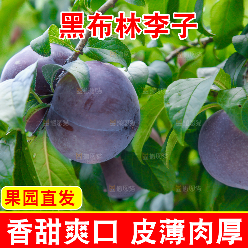 树上挂着黑布李