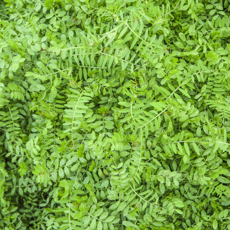 一片绿色植物