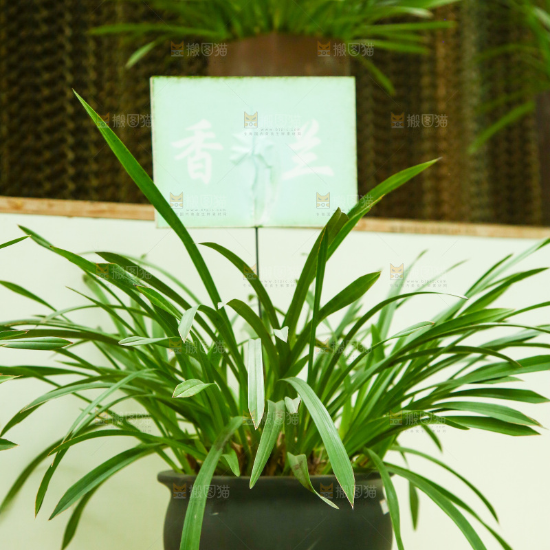 摆放着的兰花草盆栽