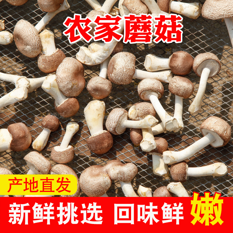 户外晾晒的蘑菇