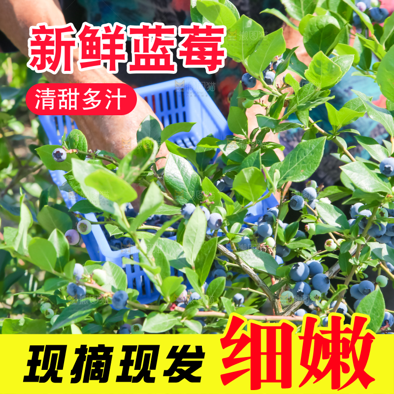 农民正在采摘蓝莓