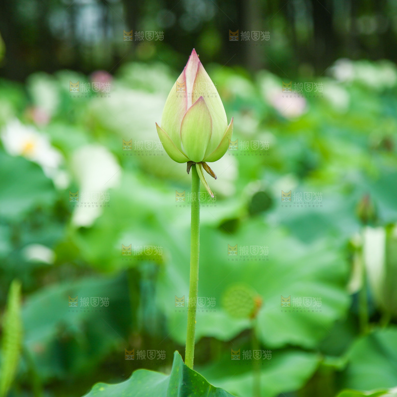 池塘里的一朵花苞