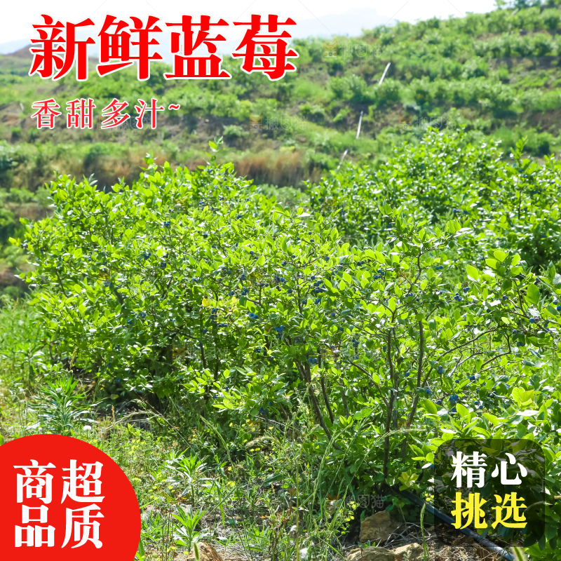 水果园里种着蓝莓