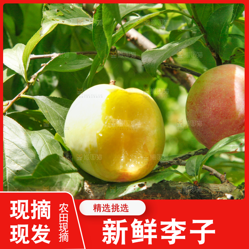 树上的李子