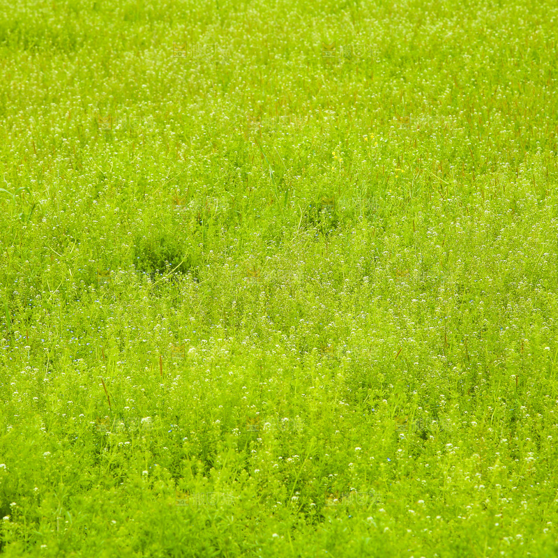 一片绿植