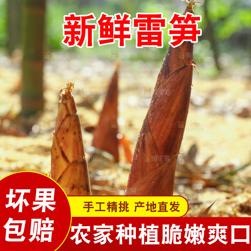 竹林里的雷笋