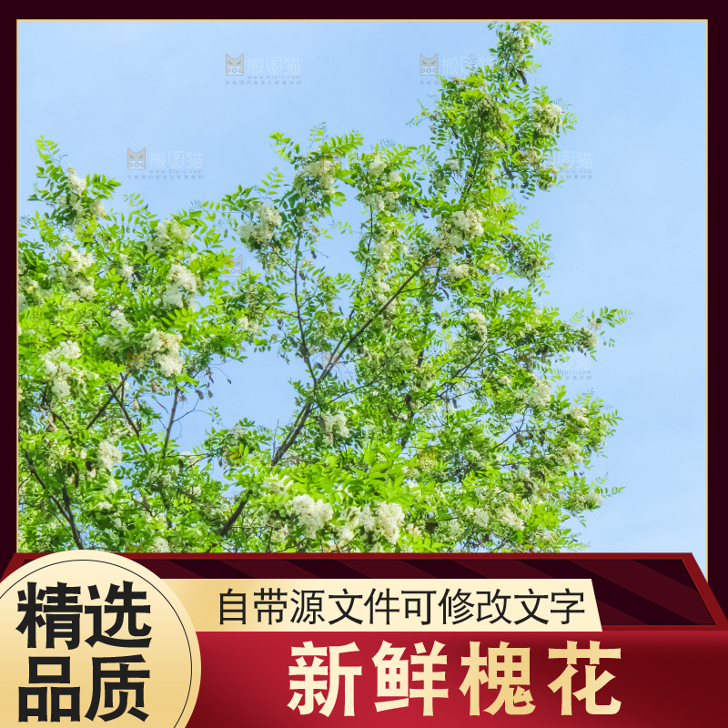 槐树槐花
