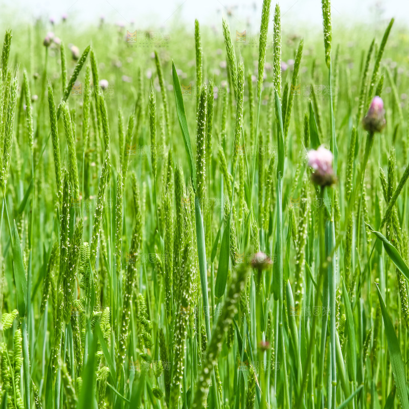 一片草地