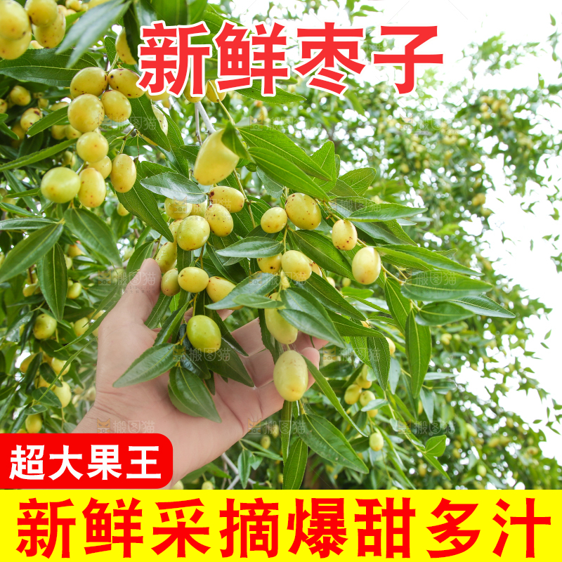 树上的枣子