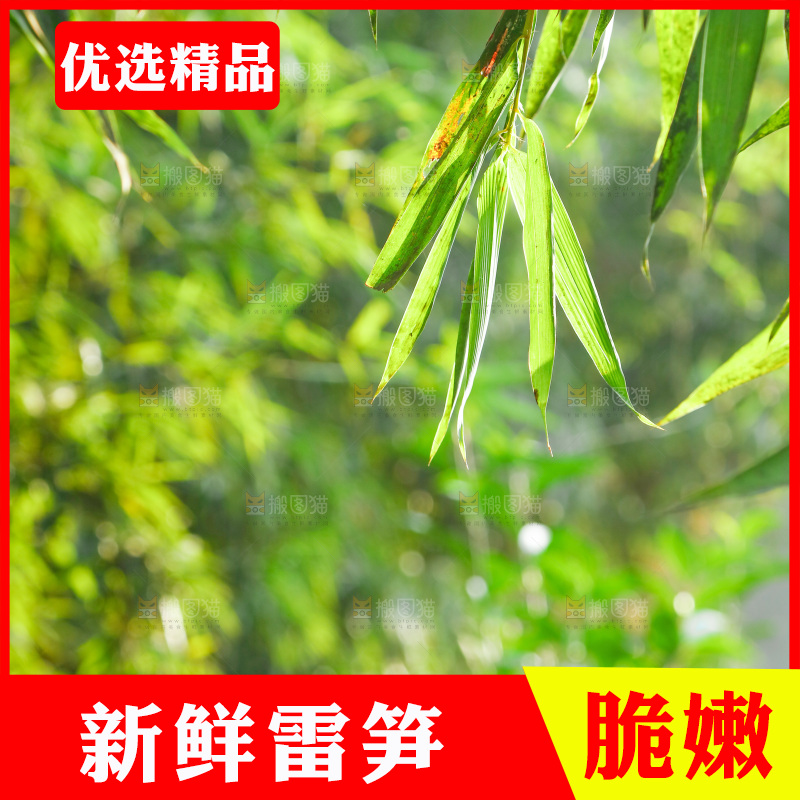 一片竹林