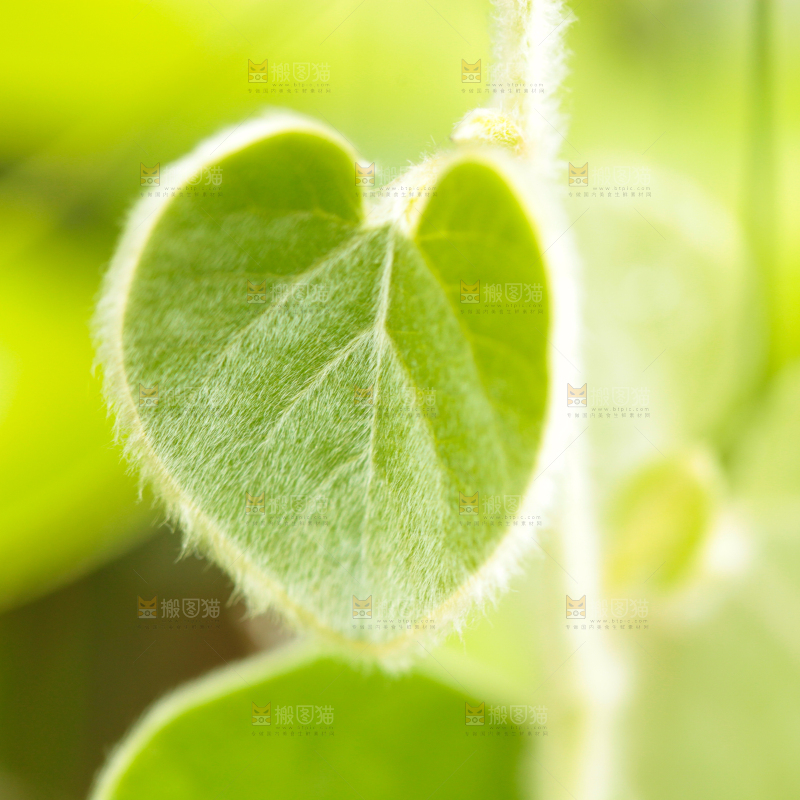 户外的杂草