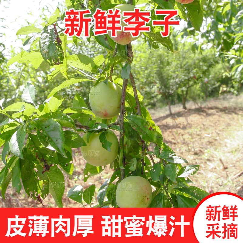 树上的李子