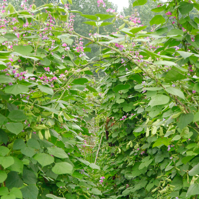 菜园里的扁豆