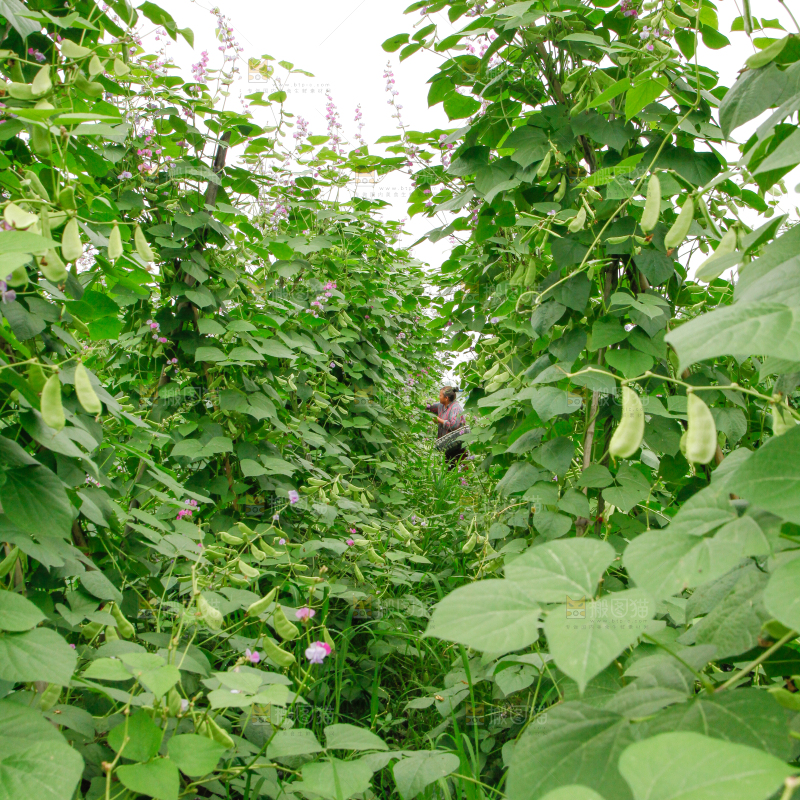 菜园里的扁豆