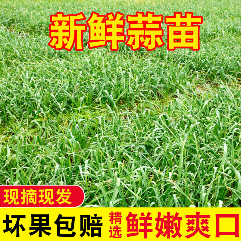 地里种着蒜苗