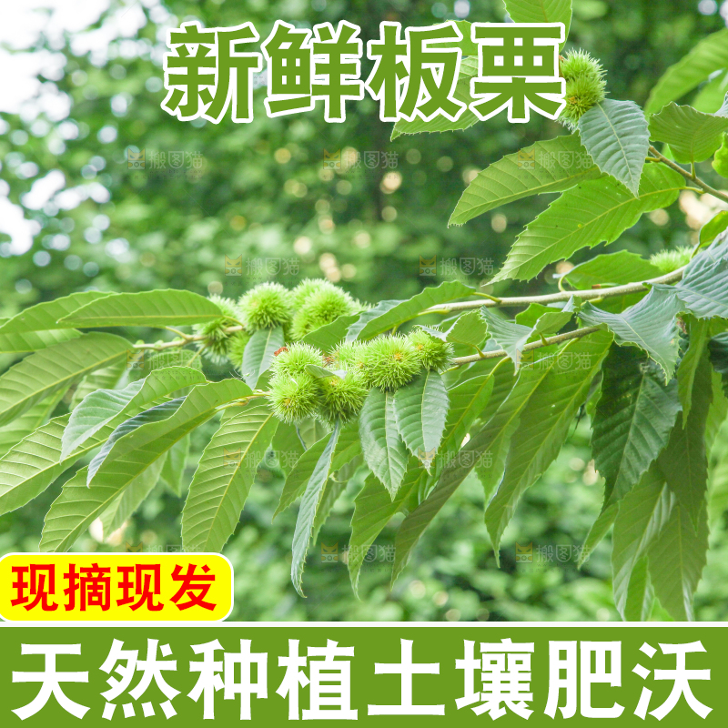 一颗板栗树