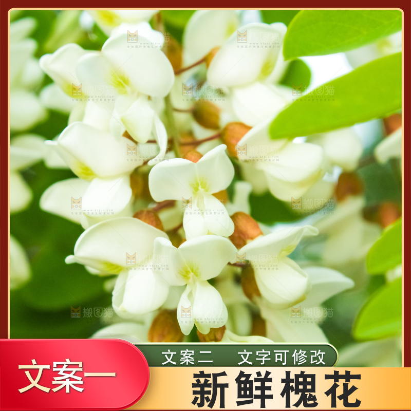 槐树槐花