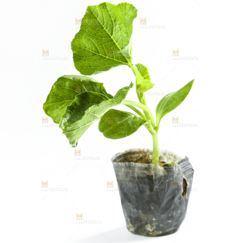 白底上放着茄子苗