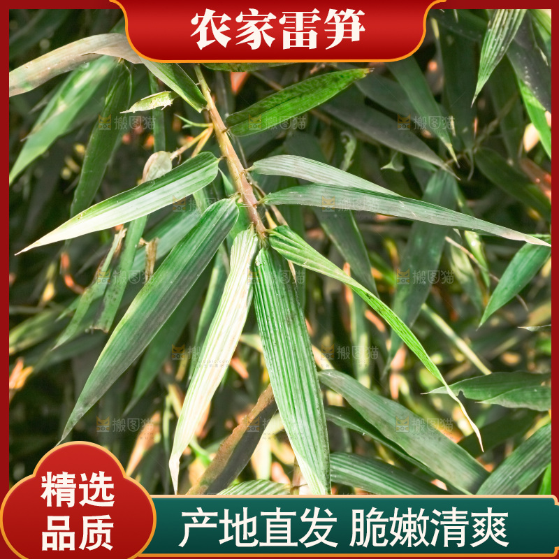 一片竹林