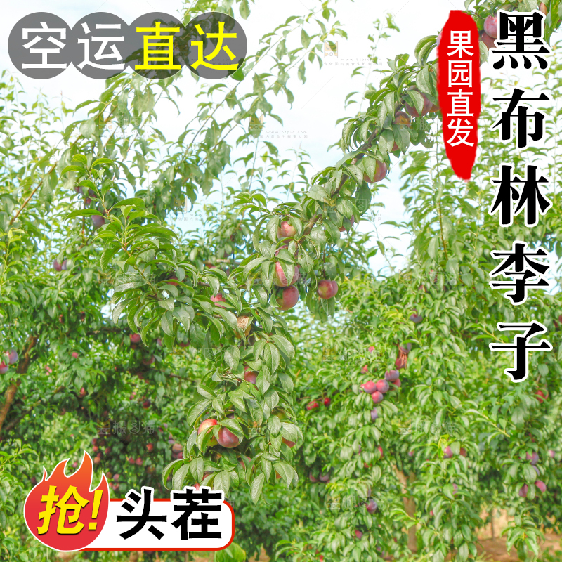 树上挂着黑布李
