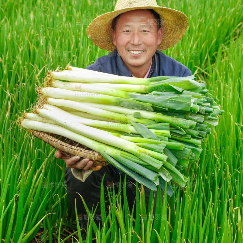 农民手里拿着大葱