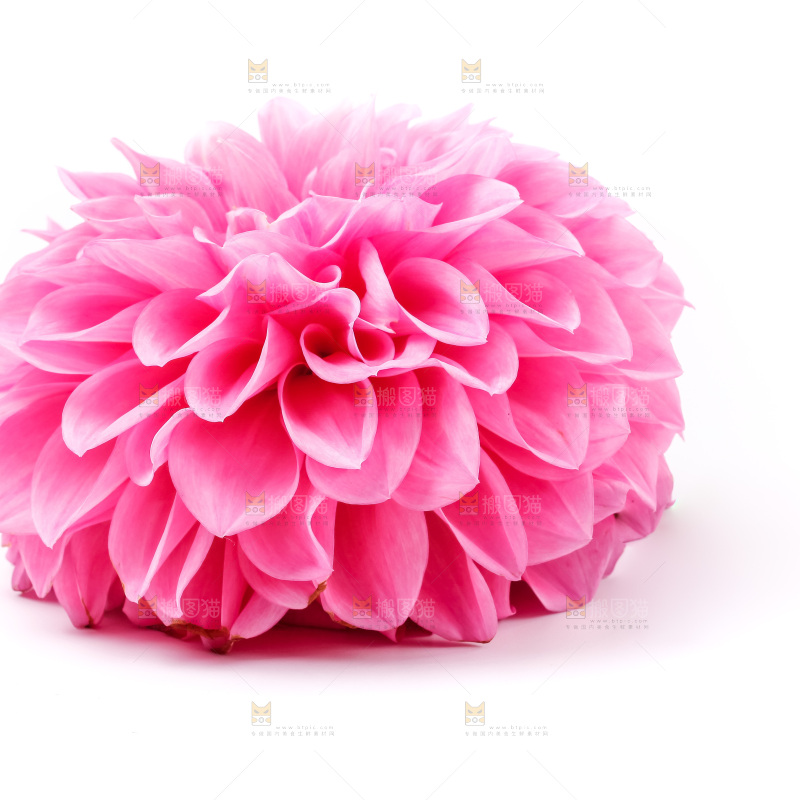 白底上放着大丽花