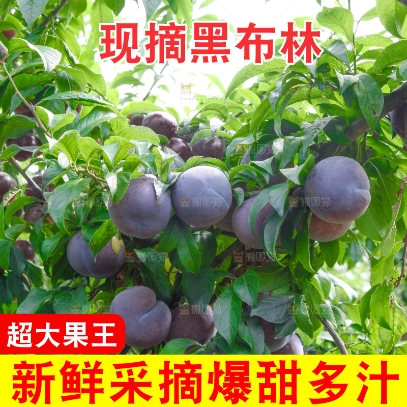 树上挂着黑布李