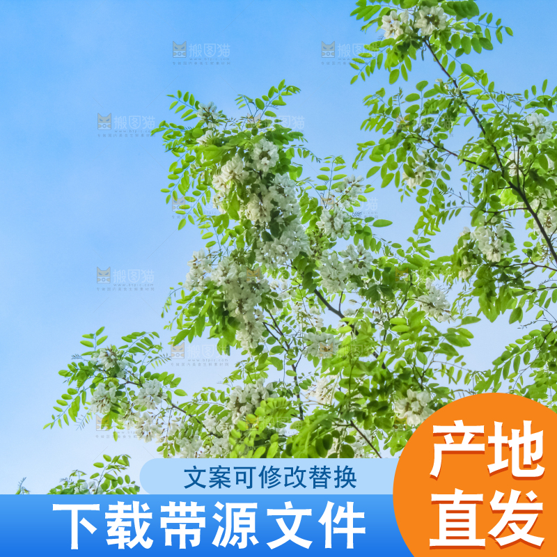 槐树槐花
