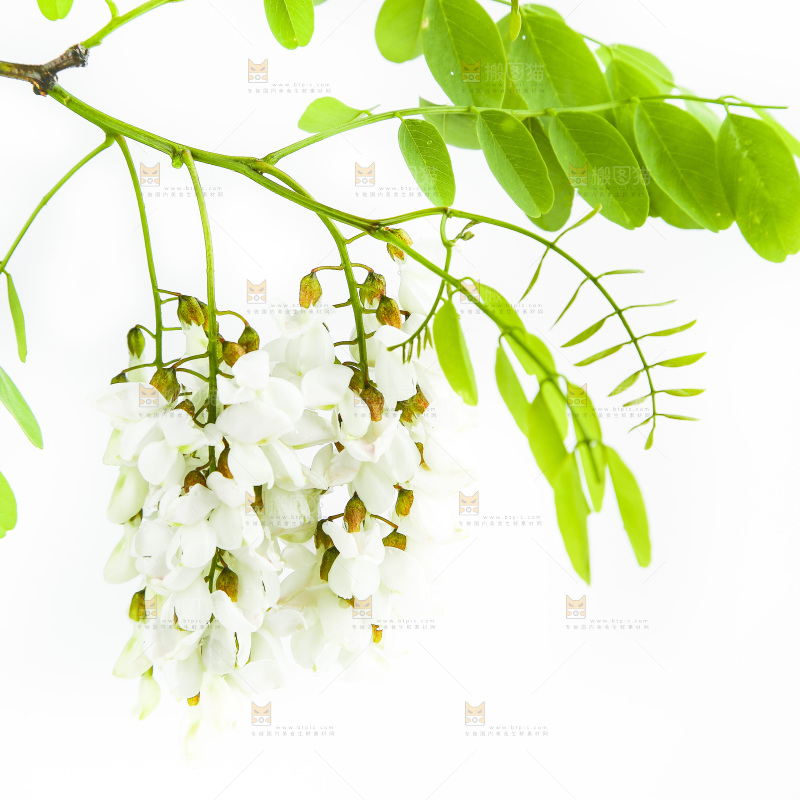 白底上的槐树花