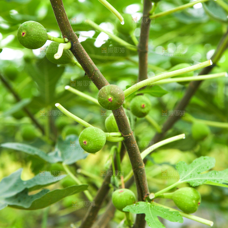 户外的无花果树