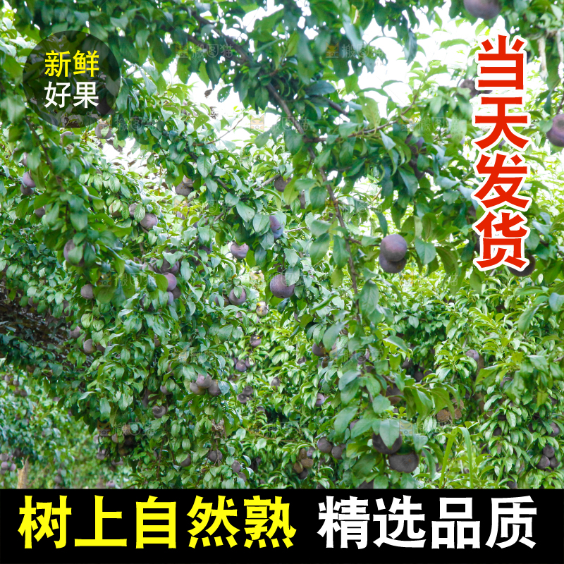 树上挂着黑布李