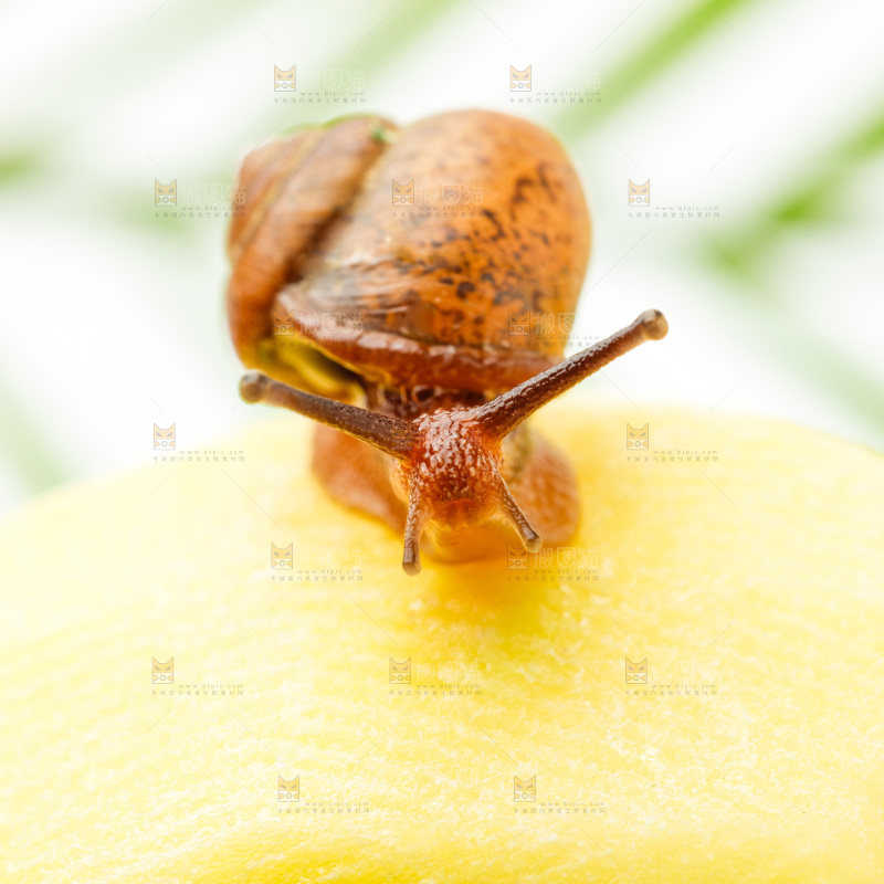 浅底上的蜗牛