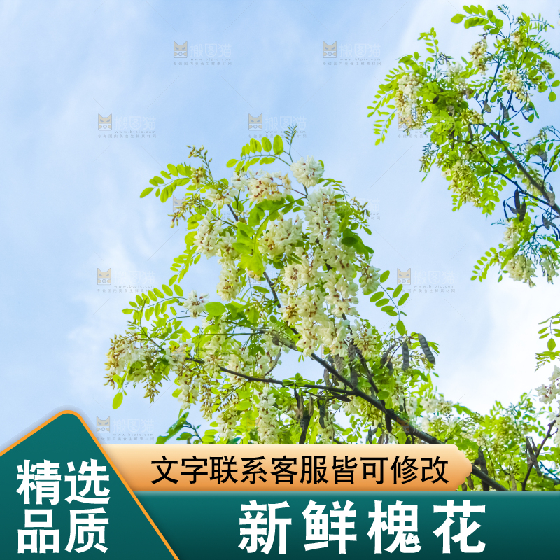 槐树槐花