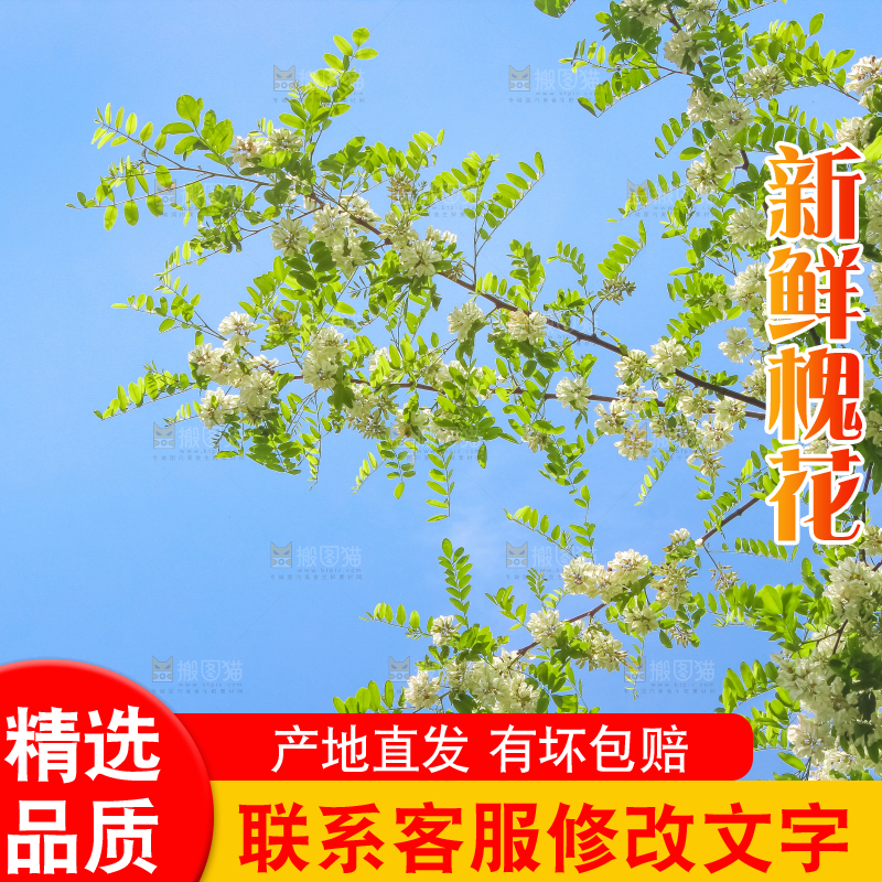 槐树槐花