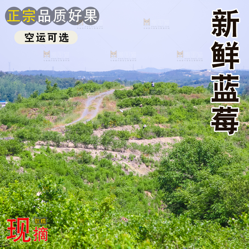 农民正在采摘蓝莓