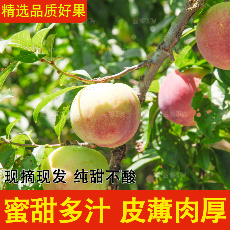 树上的李子