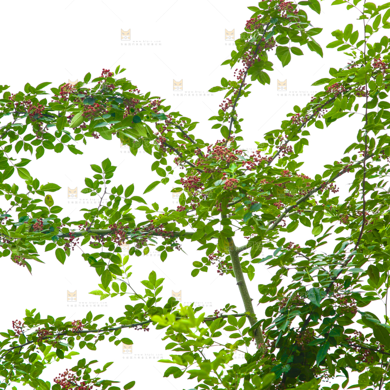 树上的花椒