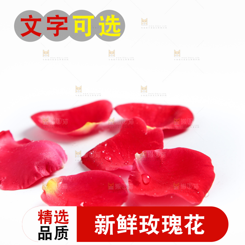 白底上的玫瑰花瓣