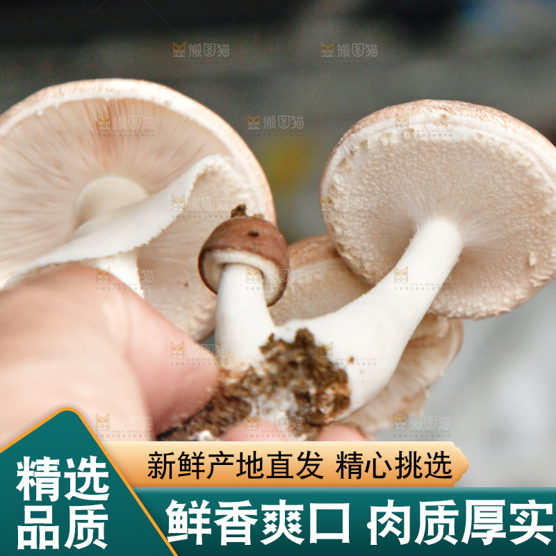 手里拿着蘑菇