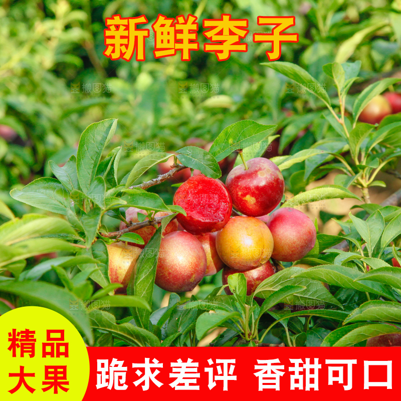 李子树上的红布李