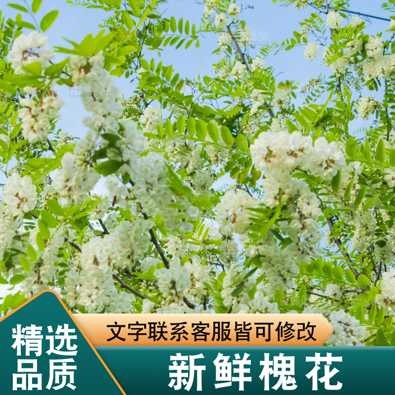 槐树槐花
