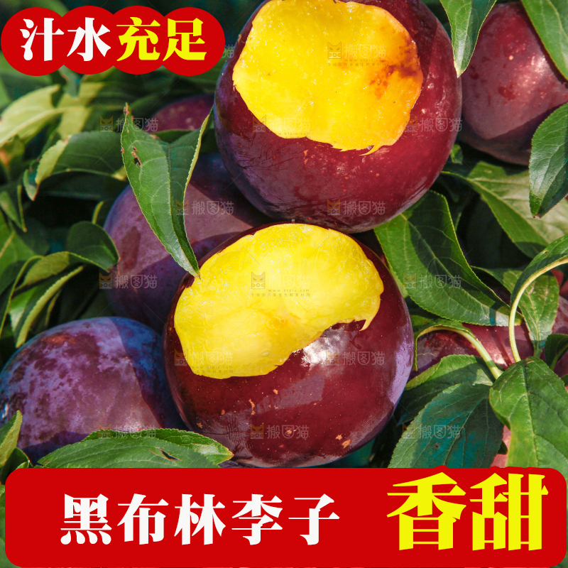 树上挂着黑布李