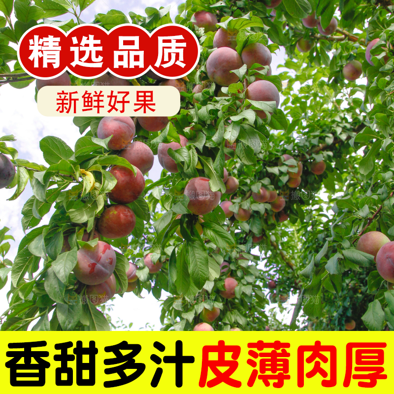树上挂着黑布李