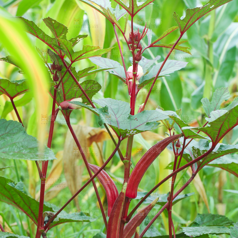 菜园里的红秋葵